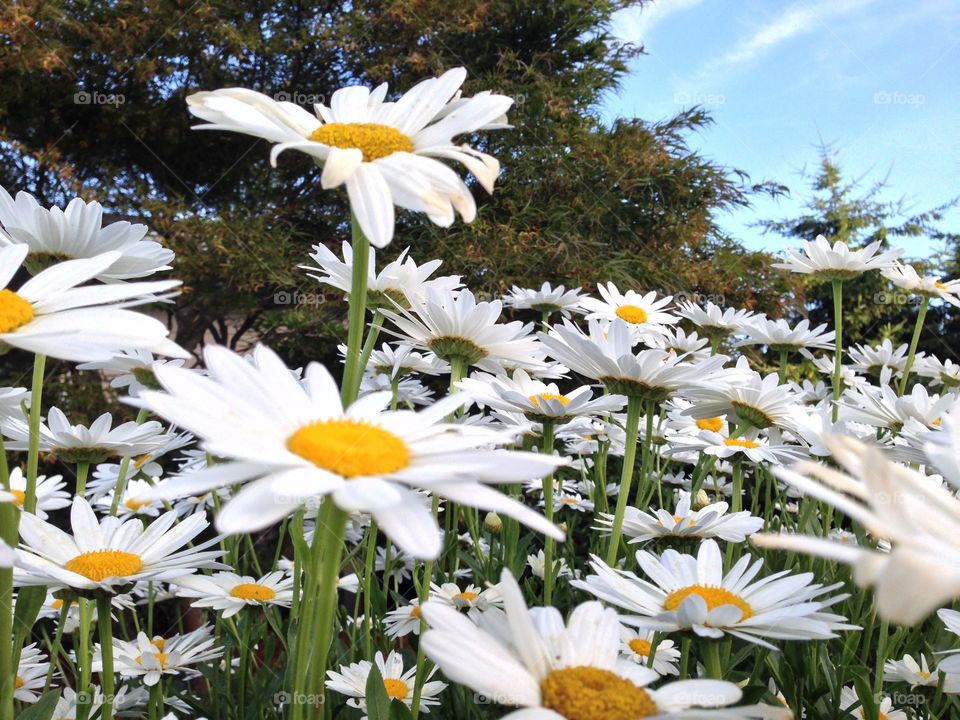 Close-up of daisies blooming on field
