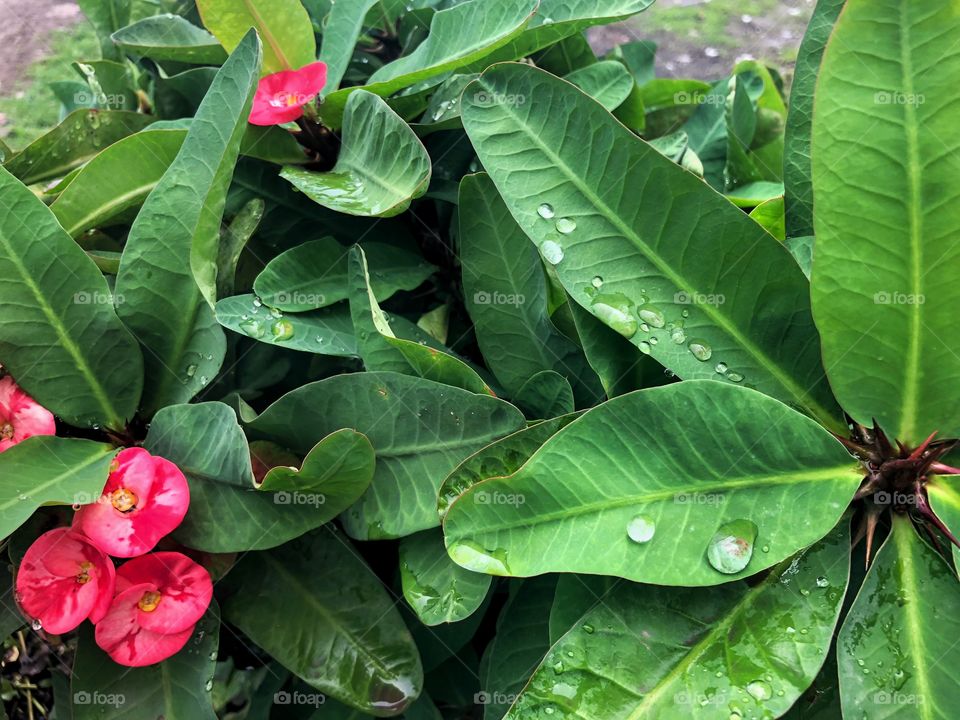 Lush green leaves and pink flowers 