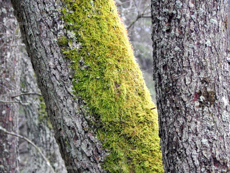 Moss on the tree