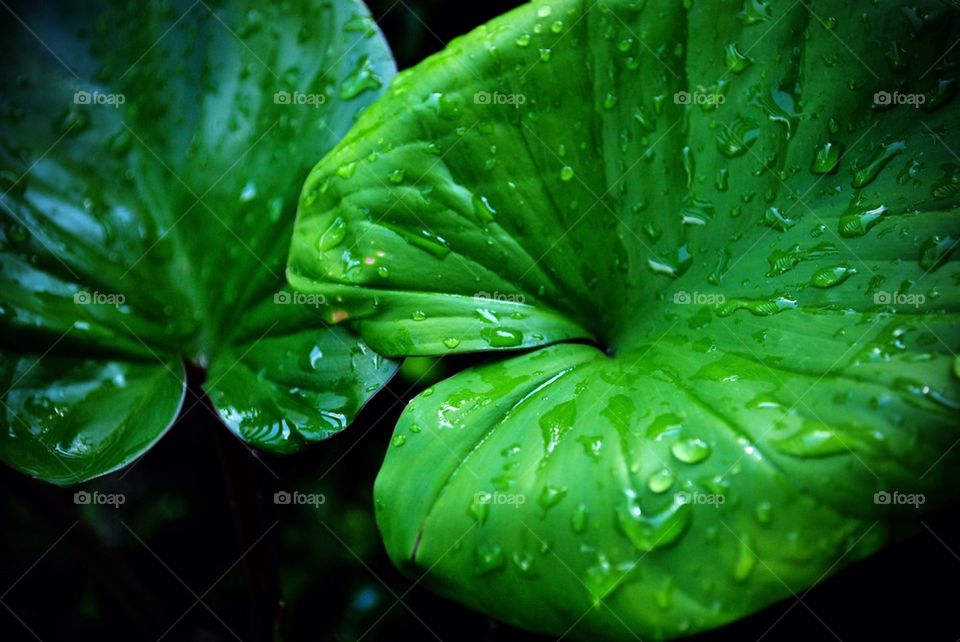 Water drop on the leaf