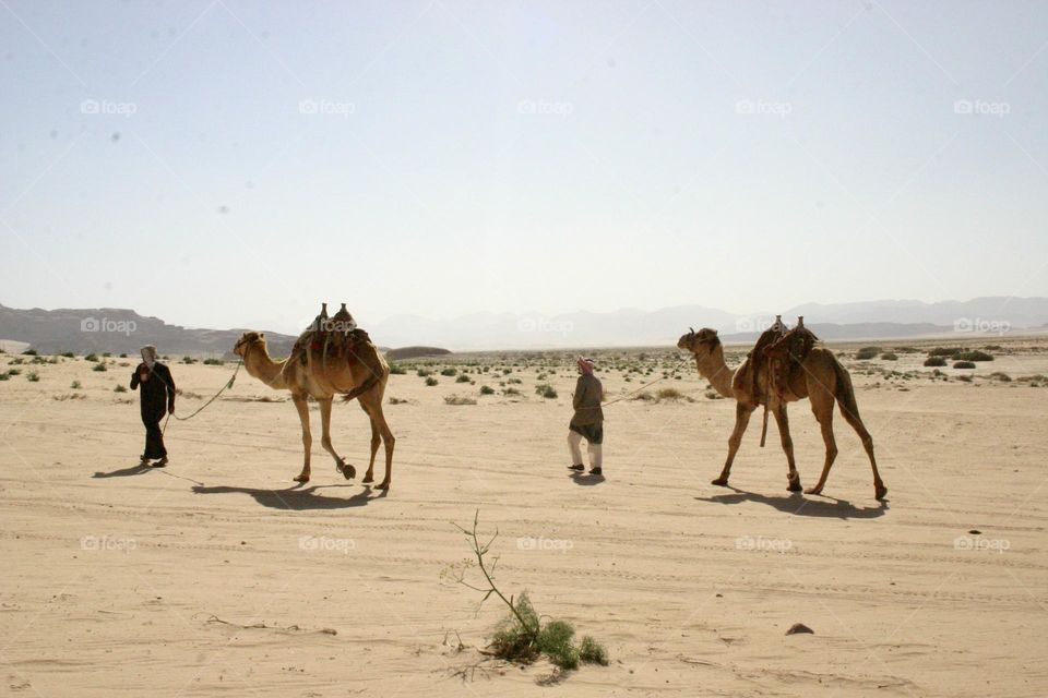Camels and Bedouins men walking quietly in the desert 