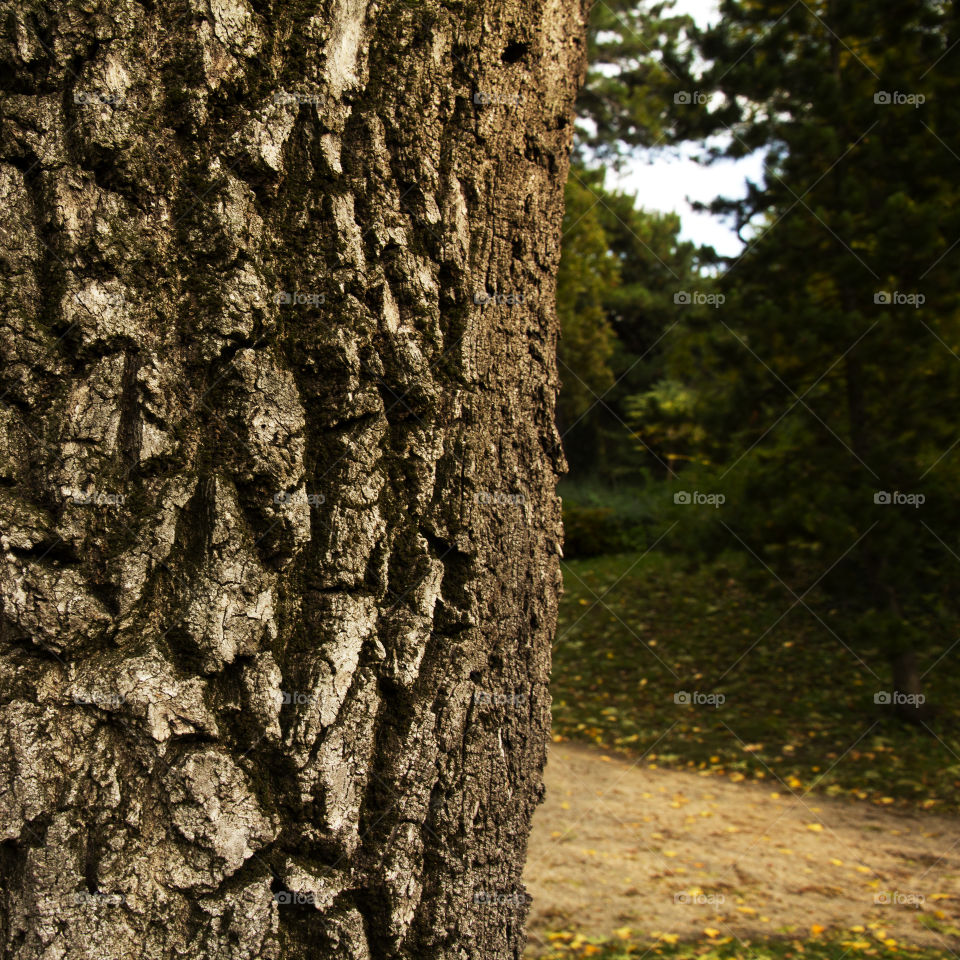 tree bark