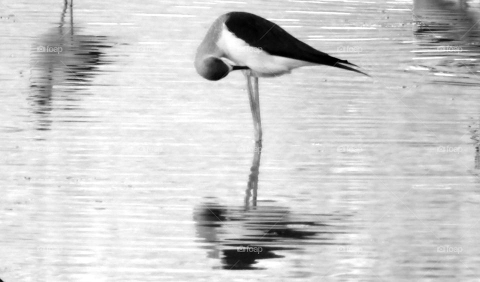 Bird reflecting on lake