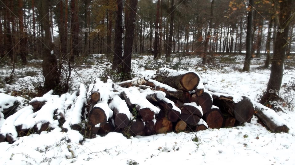 Snow, Winter, Cold, Tree, Weather