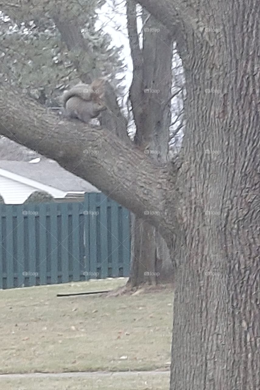 Squirrel