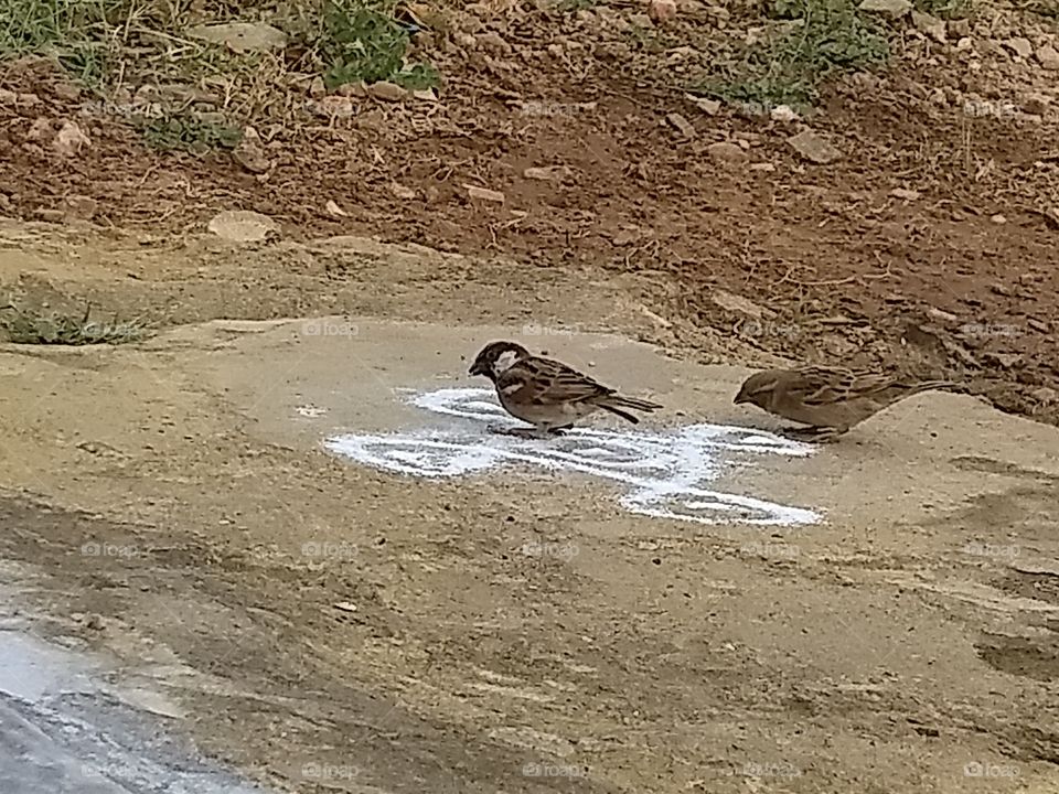 feeding sparrow