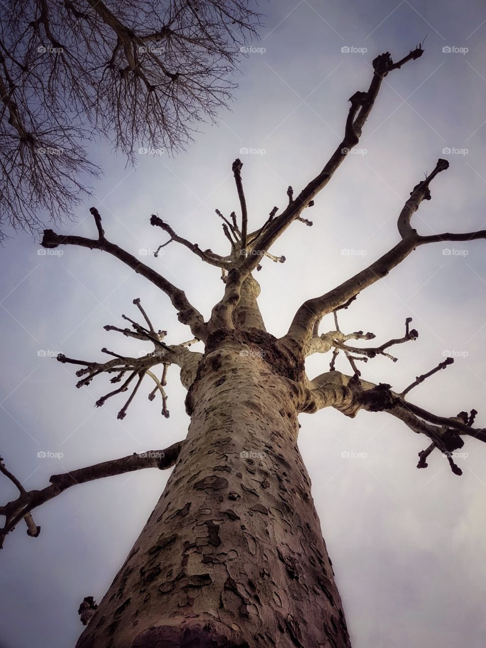 Vintage Vibe Trees, London