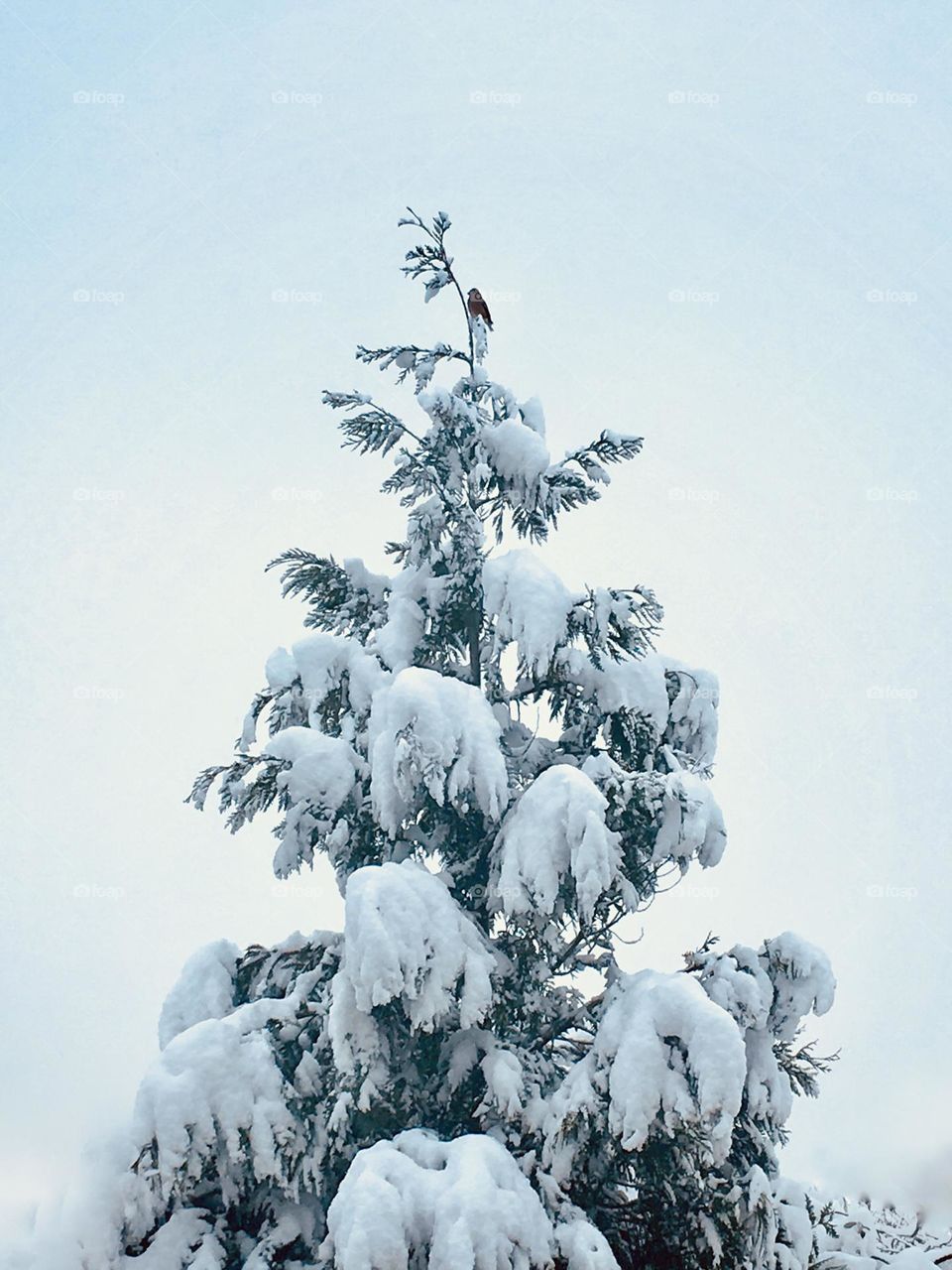 Little bird on top of a fir tree covered in snow