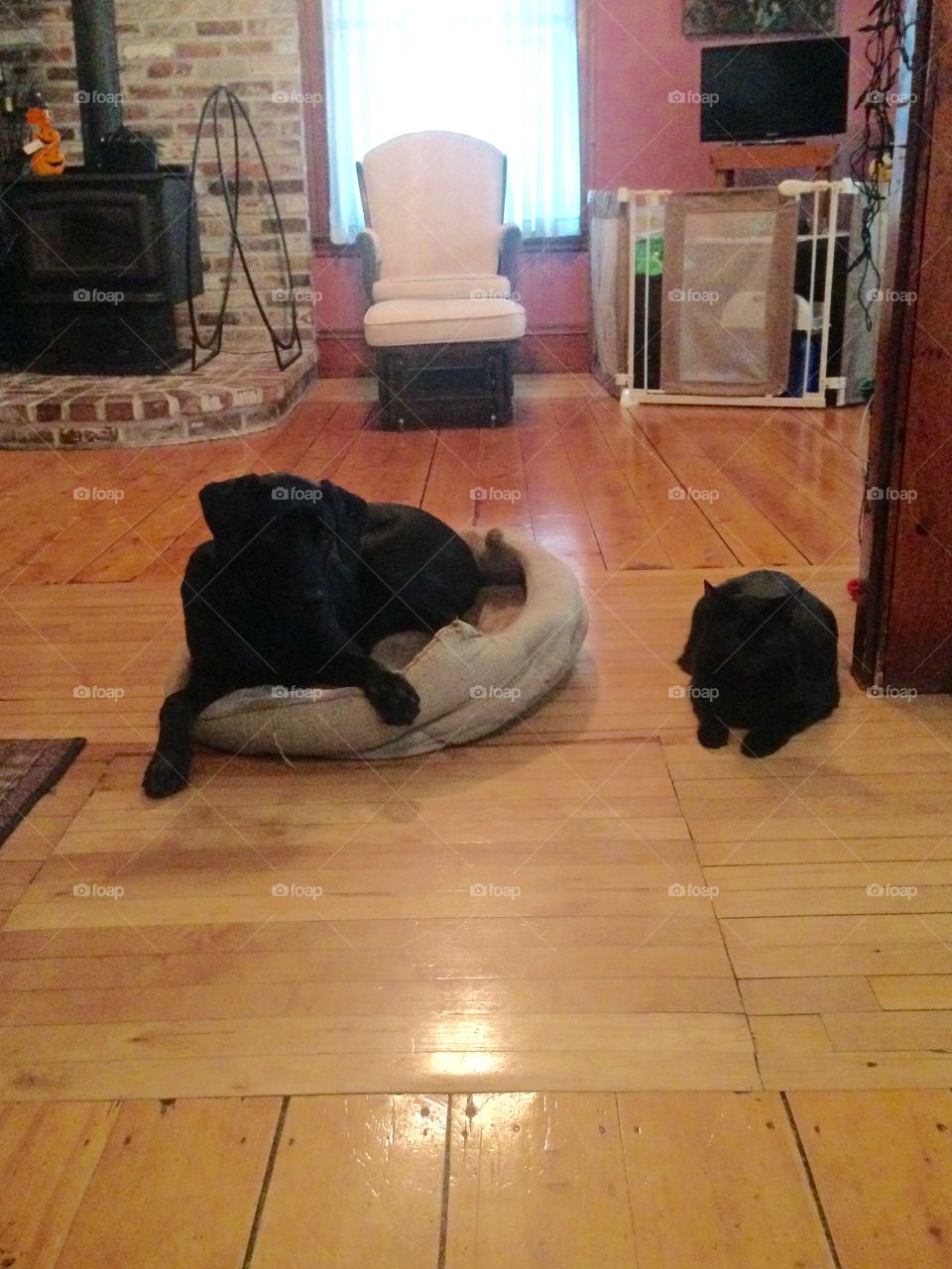 Charlie and Shadow. Best Friends!