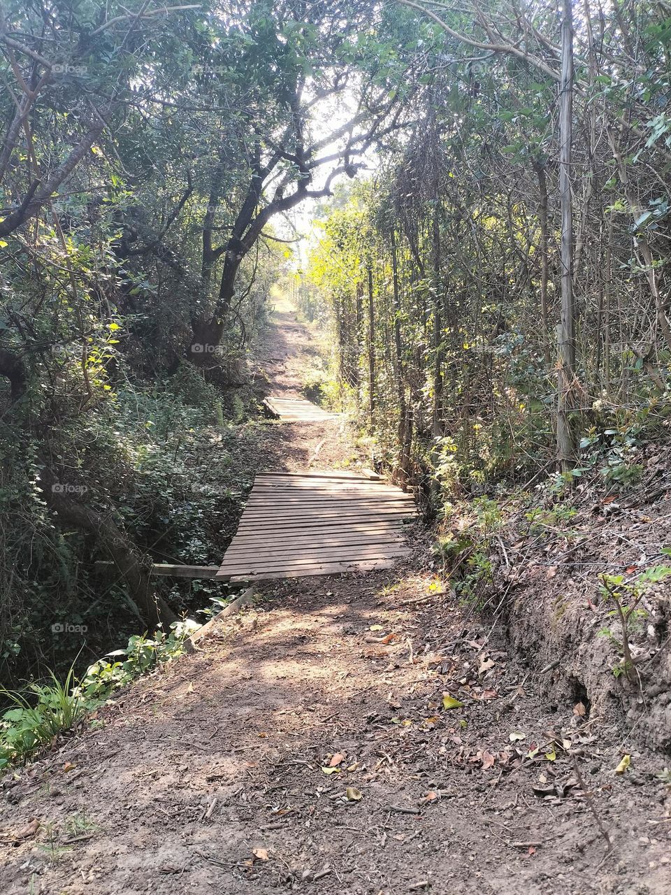 forest walk