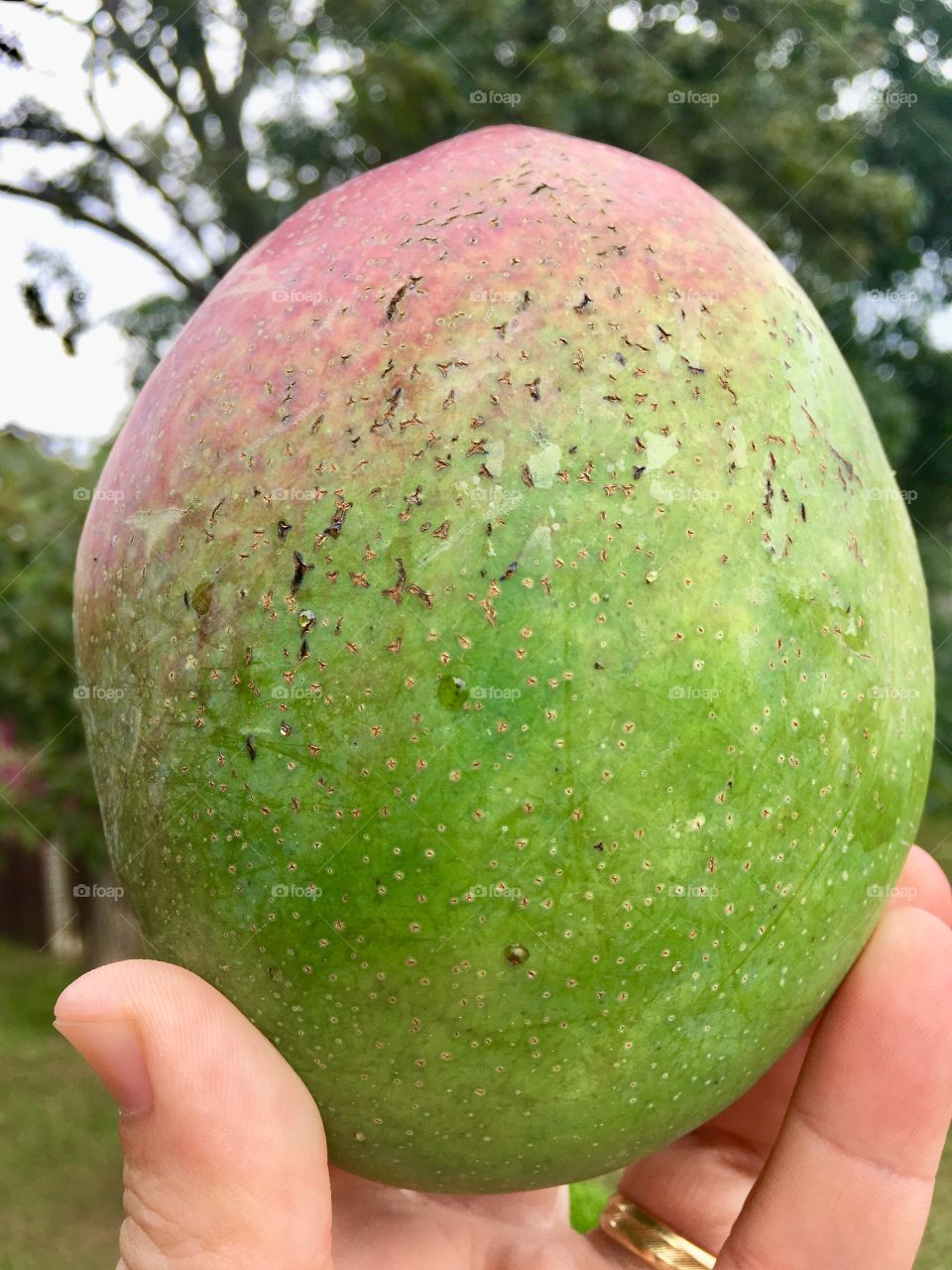 PRIMEIRA E ÚNICA - Uma deliciosa manga que acabamos de colher. Foi a única fruta dessa safra que a nossa mangueira nos deu (apesar de verde por fora, está madura). 🥭