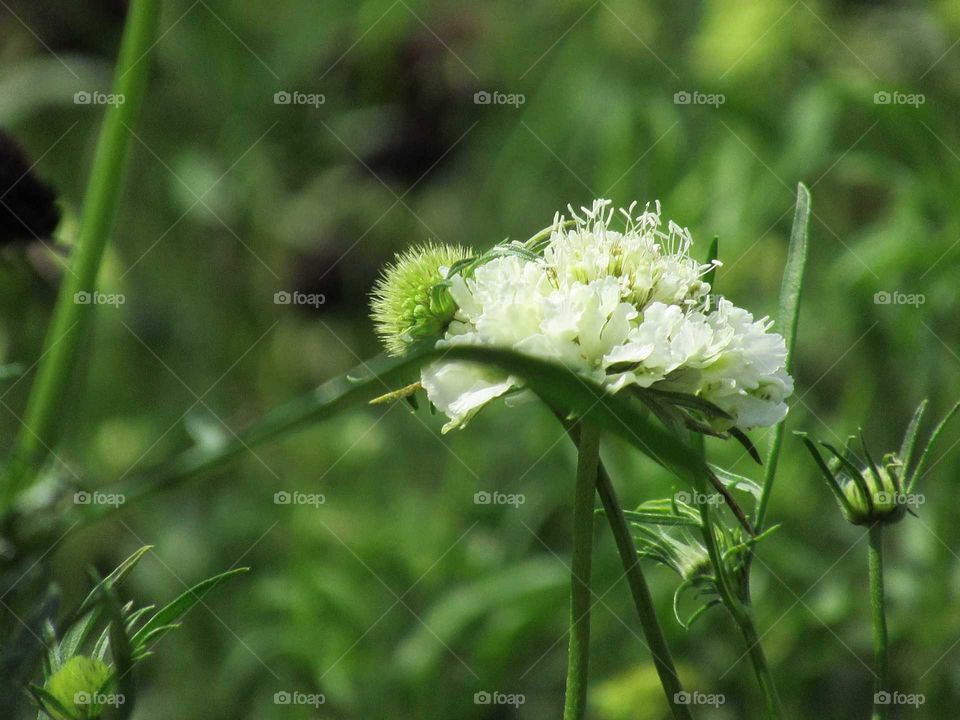 White scabiosa flower. With misty background