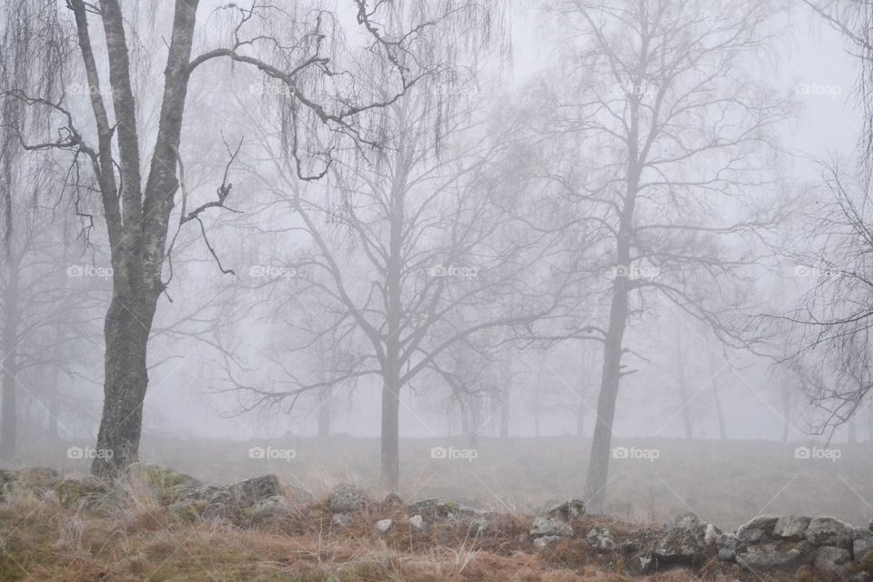 Foggy landscape