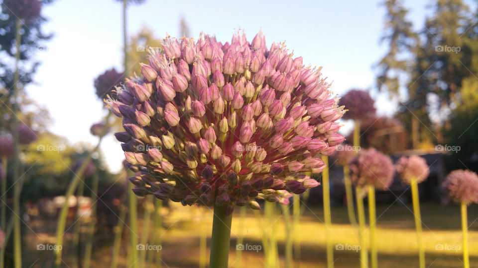 Garlic Flower up close 4