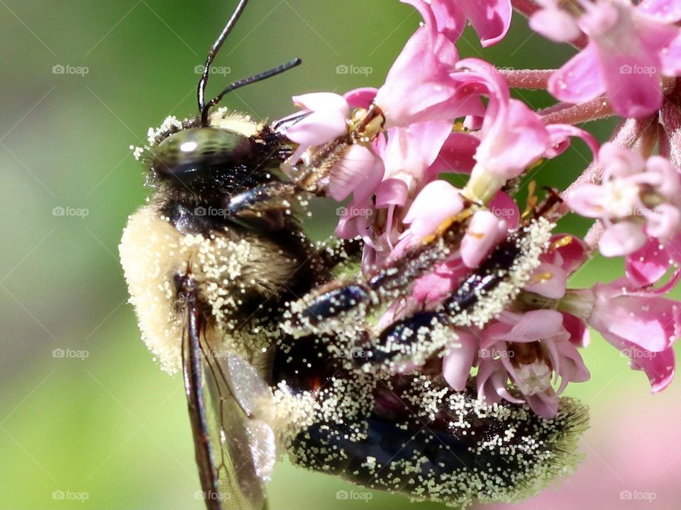 Macro of a bee covered with pollen 