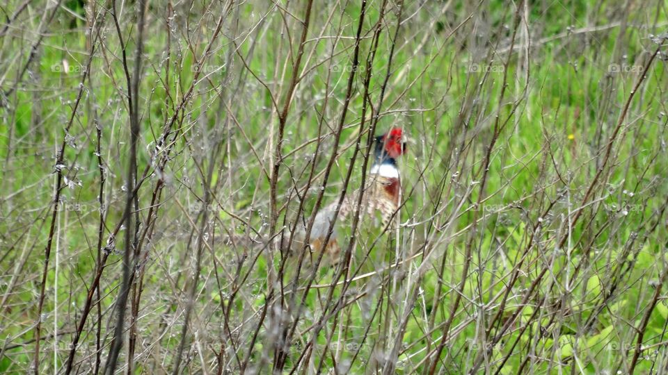 Pheaseant movement behind dry narural vegetations