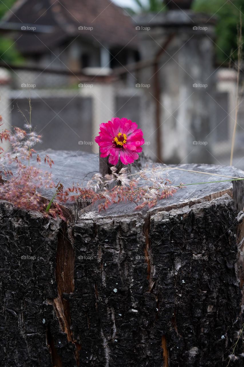 flowers and the remains of felled trees
