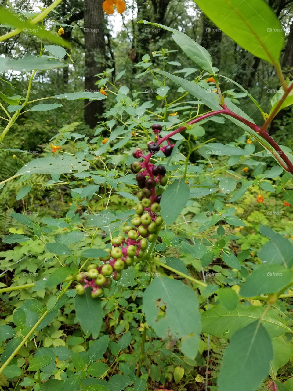 Purple and Green Berries