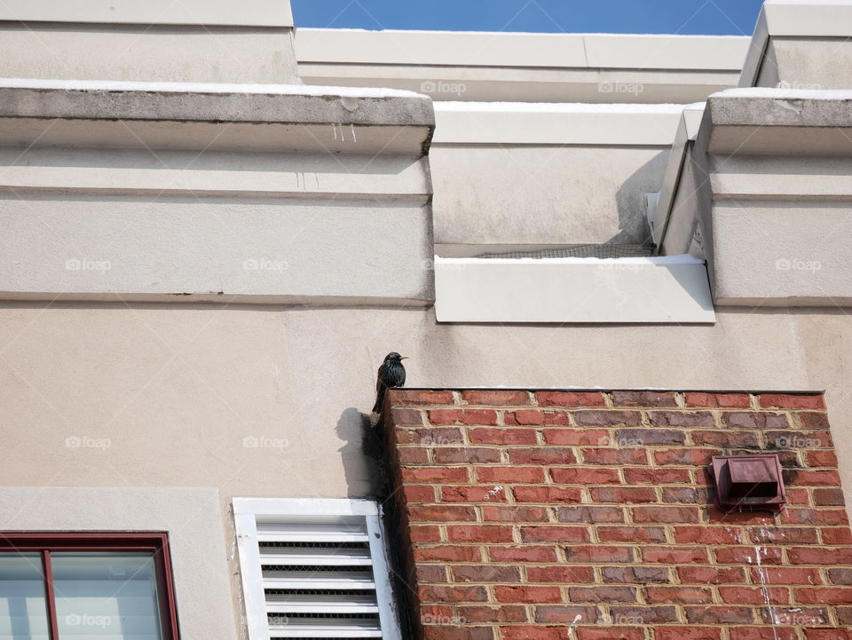 A bird sits on top of a brick facade, on the front of a city building. 