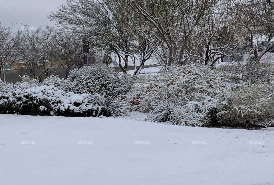 Snowing Morning  