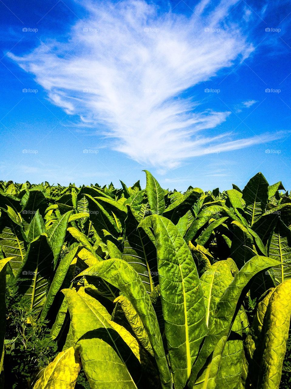 Fresh green tobacco field against sky