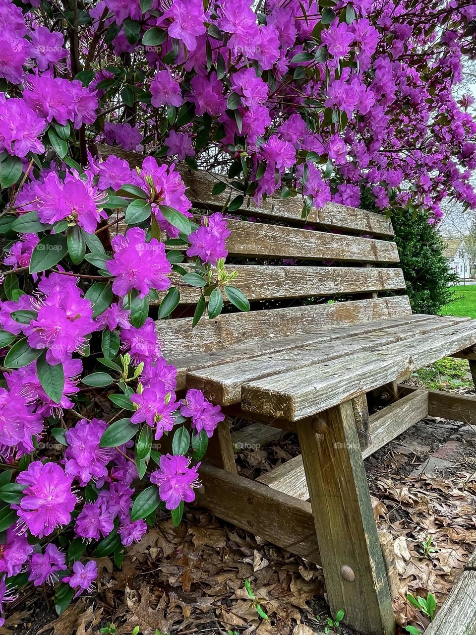 “Crowded Bench.”  There may be no one sitting on it, but the rhododendrons have taken it over.