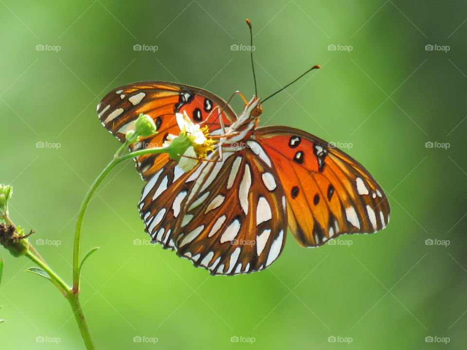 Gulf Fritillary