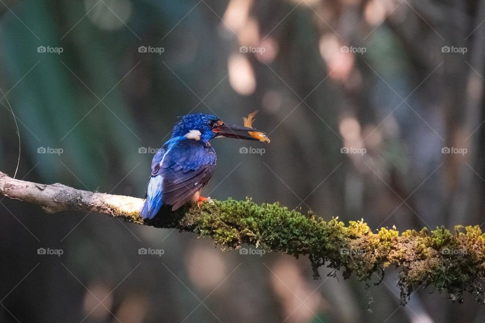 Blue-eared kingfisher eating its prey fish on a mossy tree branch