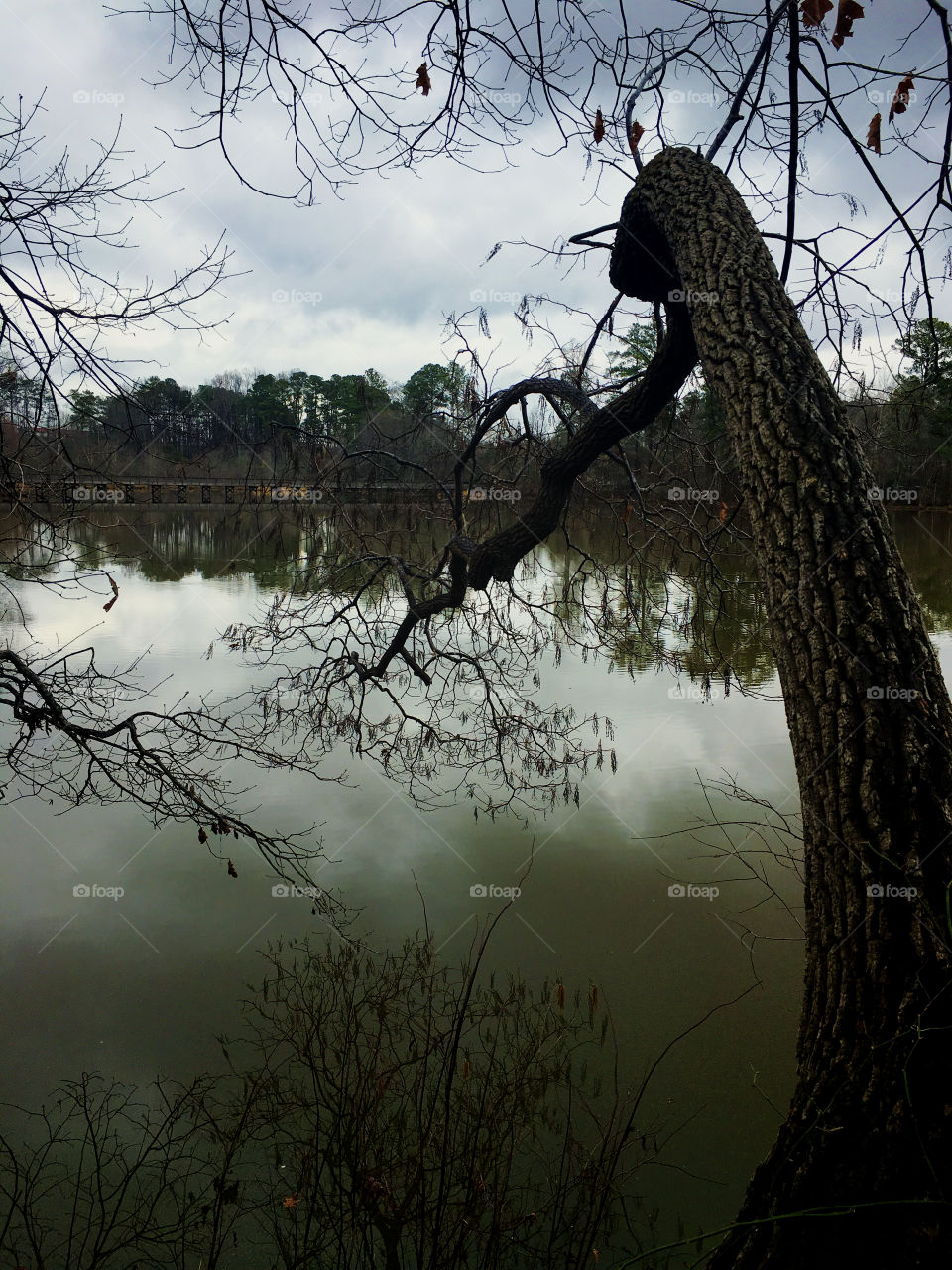 A tree arches over the pond with an old wooden footbridge visible on the other side. Reflections of clouds and trees are visible on the calm still surface of the water. 