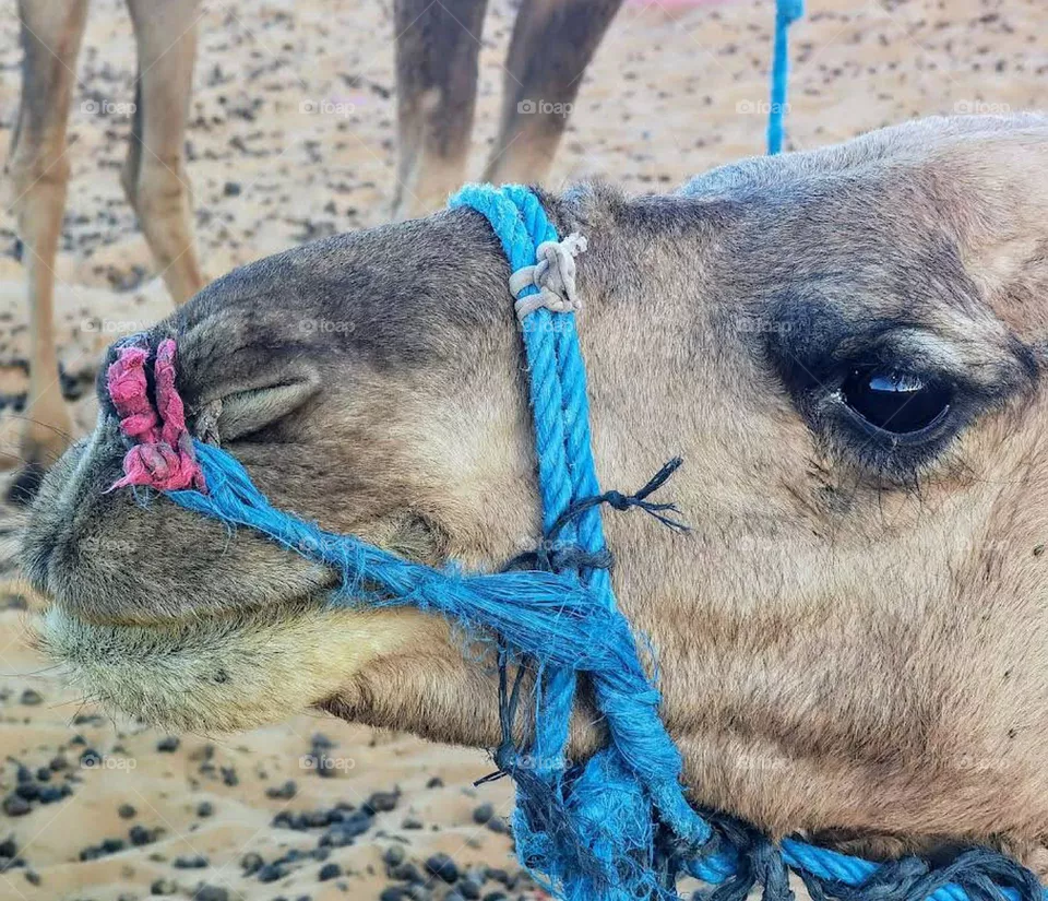 camel