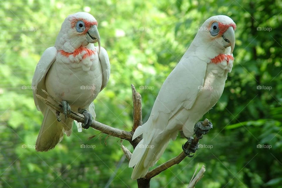 Parrot pair. Pair of beautiful parrots