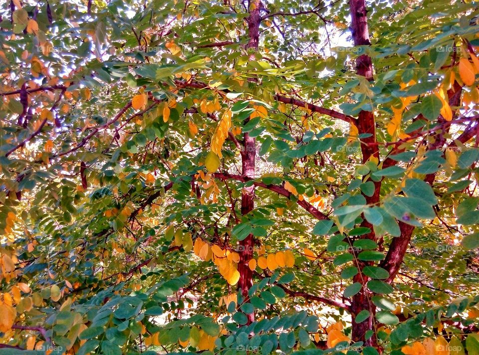 colors of autumn цвета осени