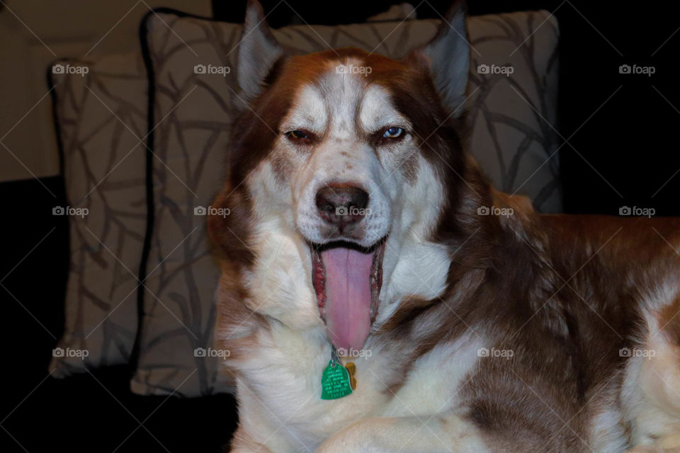 yawning husky