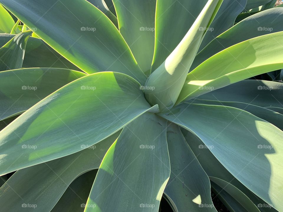 Close up of a large succulent