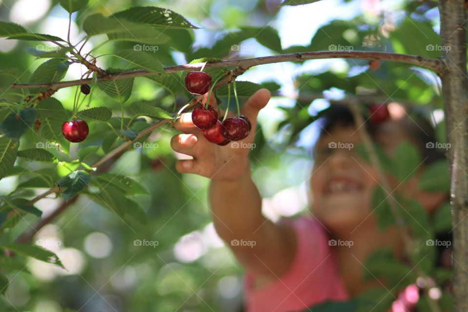 Happy gurl is picking up cherries from a tree