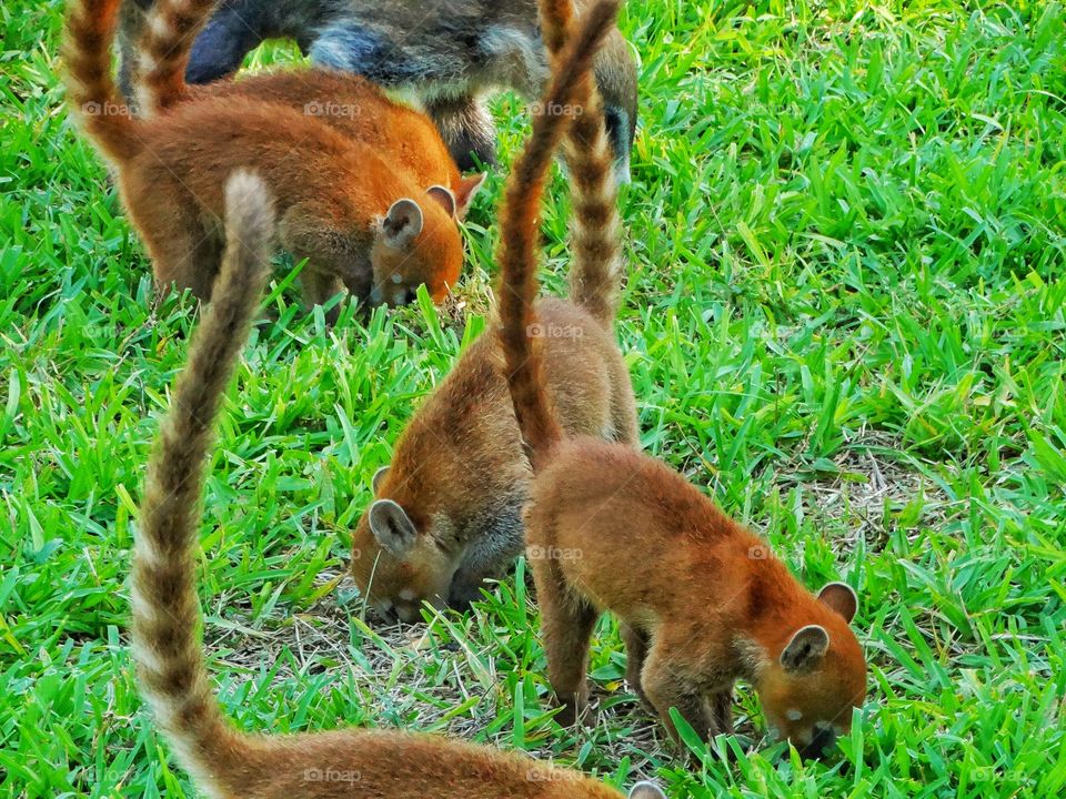 Coati In Mexico