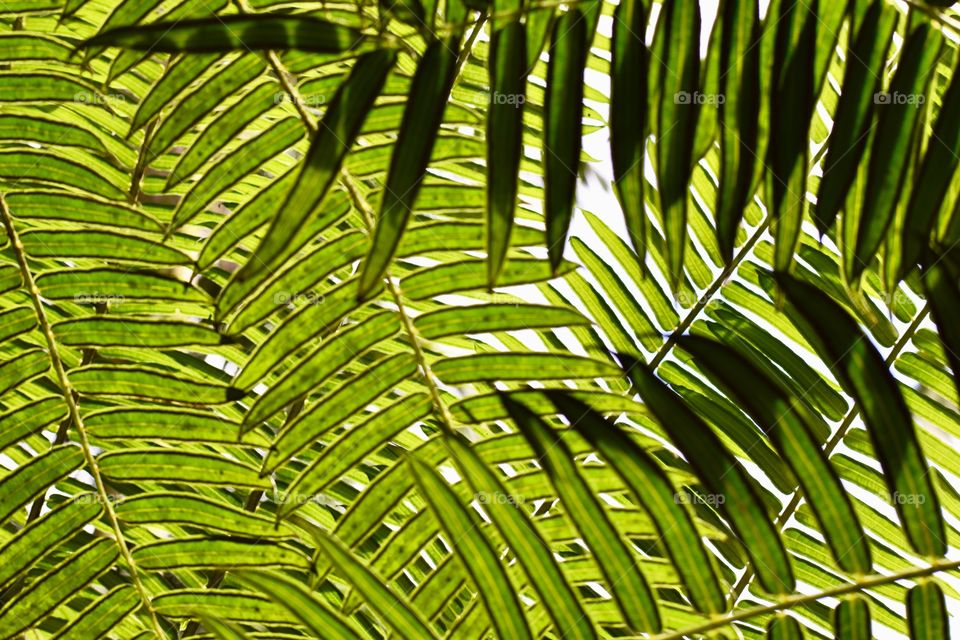 Palm fronds from below making beautiful patterns