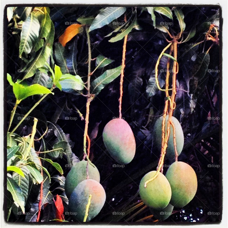 Mangoes