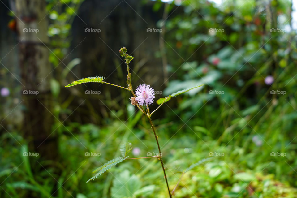 Portraits of plants 