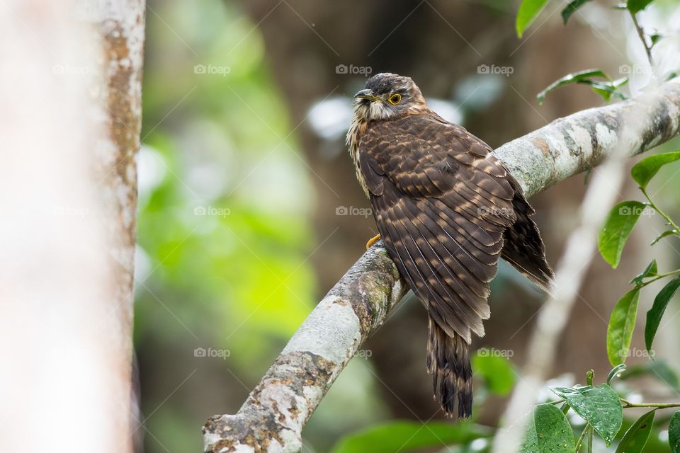 Large Hawk Cuckoo 