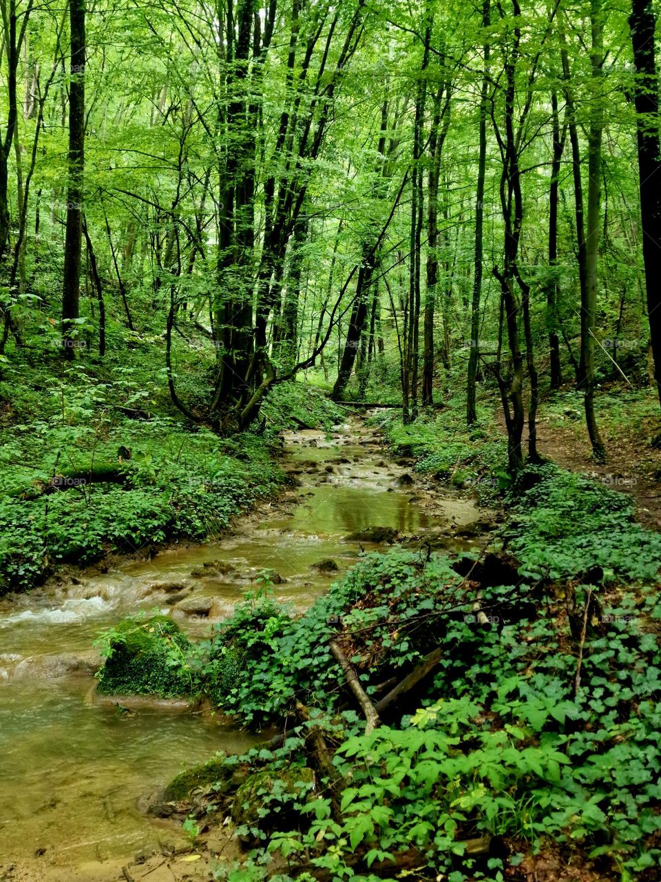 river in the forest