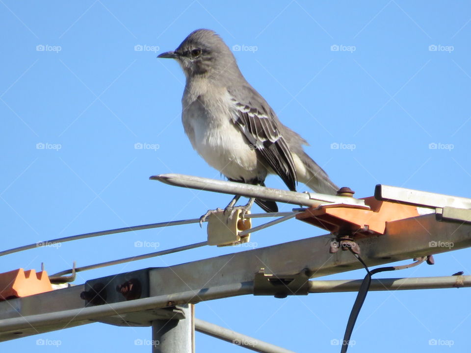 To Photograph a Mockingbird 