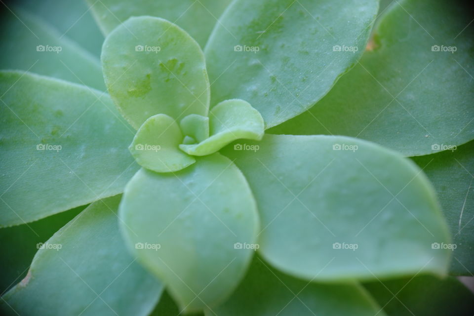 Extreme Close up plant . Extreme Close up plant 