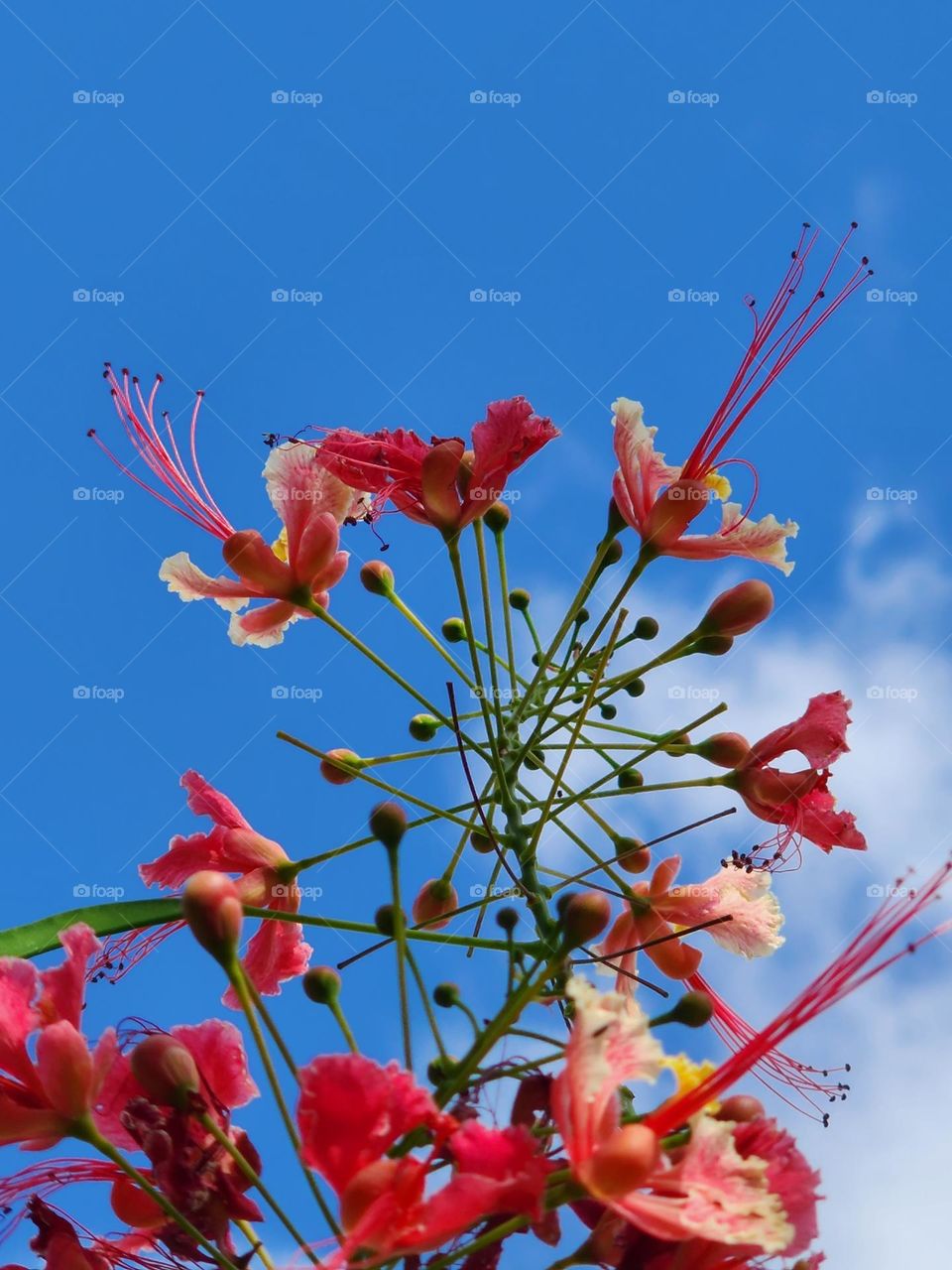 Jamaican peacock flower
