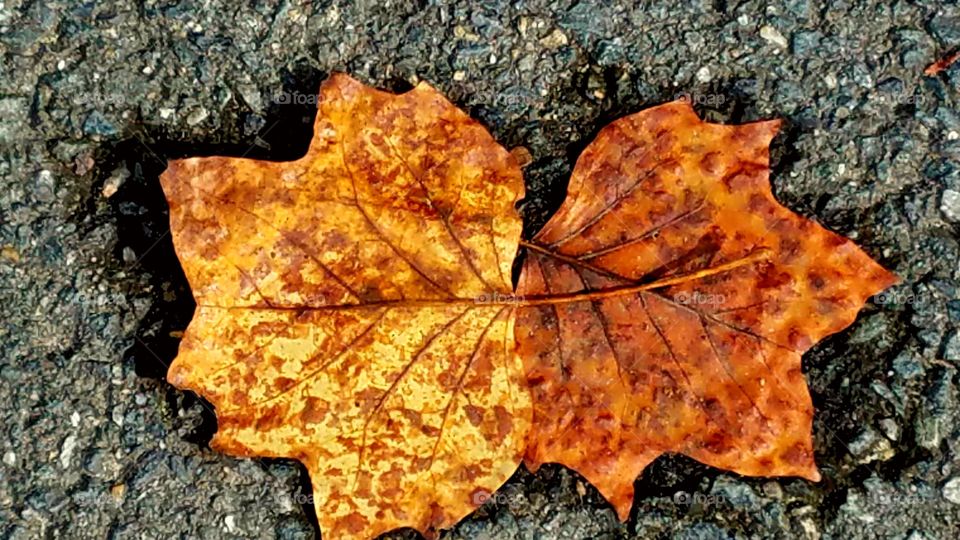 Fallen Leaves