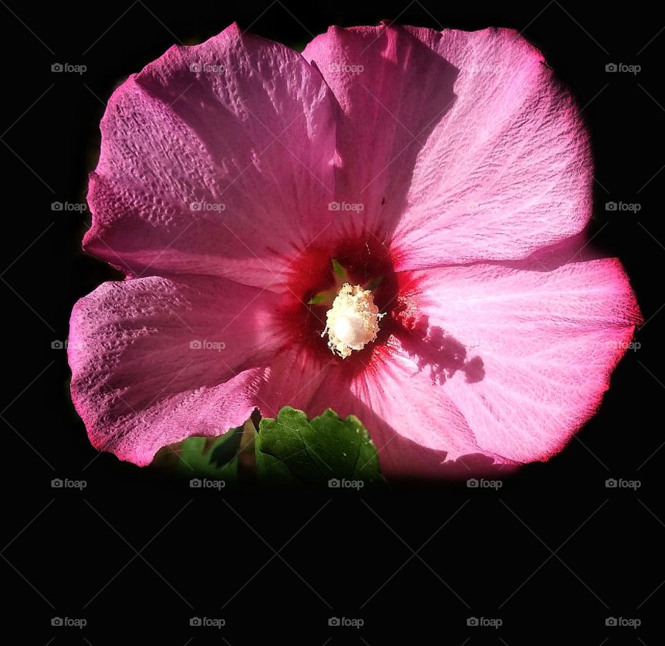 Pink Hibiscus Flower