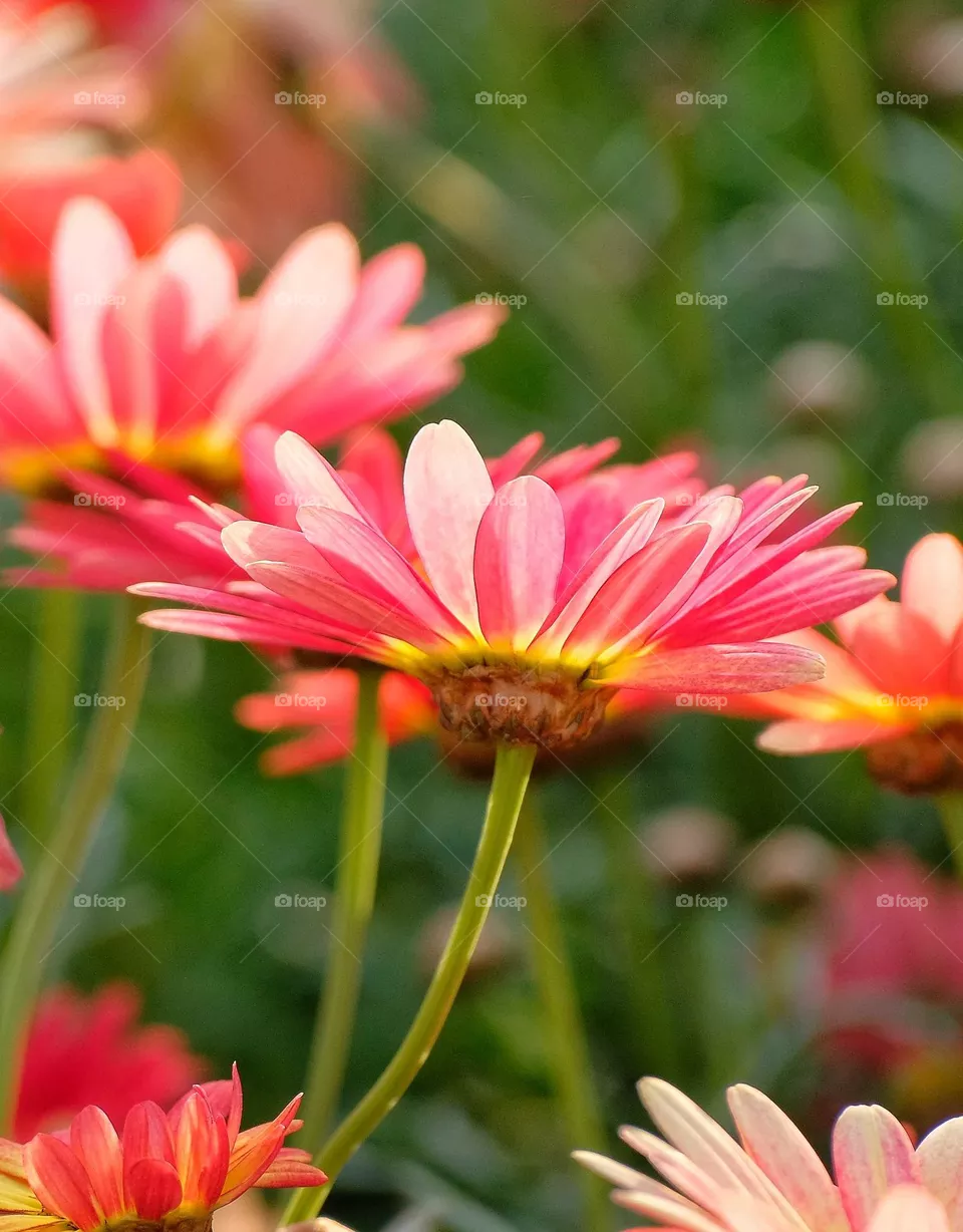 red flowers