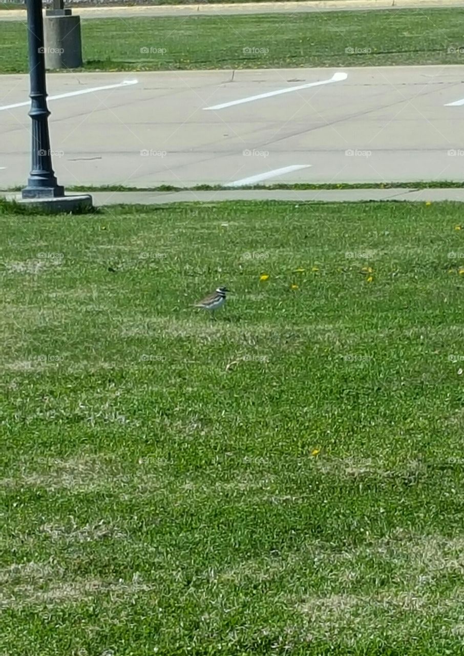 road running in the grass