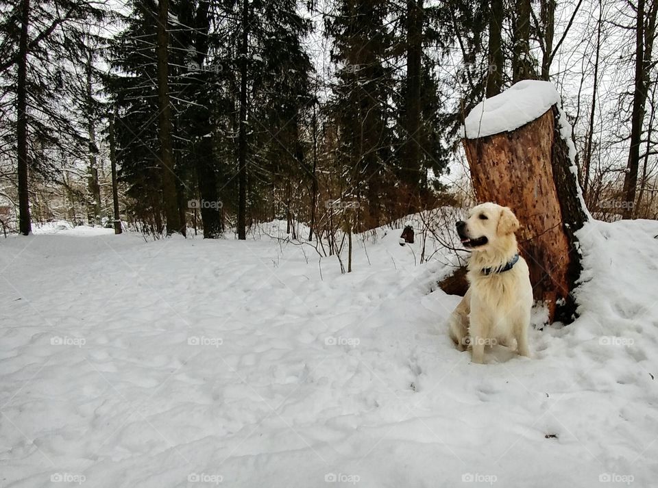 Dog in snow