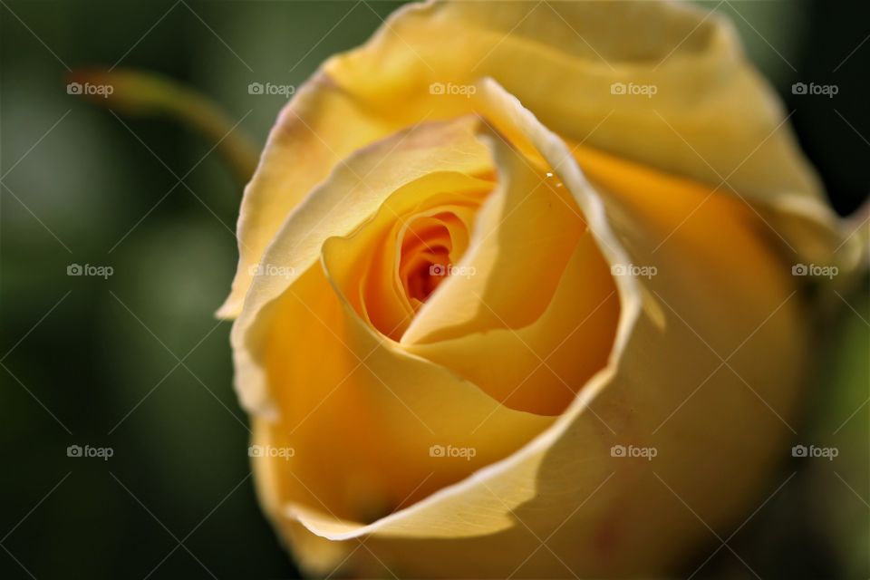 yellow rose